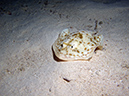 2011-12-05 Paradise Reef (13)