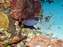 2011-12-06 Paso cel Cedral Reef (14)