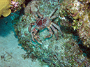 2011-12-07 Chanknaab Reef (15)