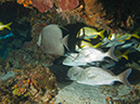 2011-12-06 Paso cel Cedral Reef (3)