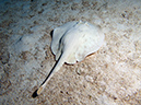 2011-12-03 Paradise Reef (11)