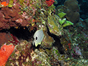 2011-12-07 Chanknaab Reef (5)