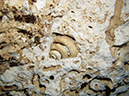 2011-12-08 Cenote Chac-Mool (10)