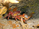 2011-12-06 Paso cel Cedral Reef (10)