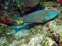 2011-12-07 Chanknaab Reef (10)