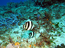 2011-12-06 Paso cel Cedral Reef (13)