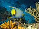 2011-12-06 Yucab Reef (8)