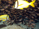 2011-12-07 Punta Tunish Wall (2)