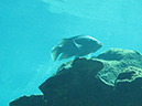 2011-12-08 Cenote Kululkan (14)