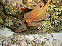 2011-12-05 Paradise Reef (4)