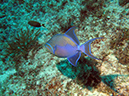 2011-12-05 Paso del Cedral Reef (7)