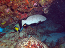 2011-12-06 Paso cel Cedral Reef (2)