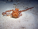 2011-12-05 Paradise Reef (14)