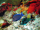 2011-12-06 Yucab Reef (2)