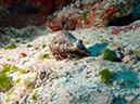 2011-12-04 Tormentos Reef (8)