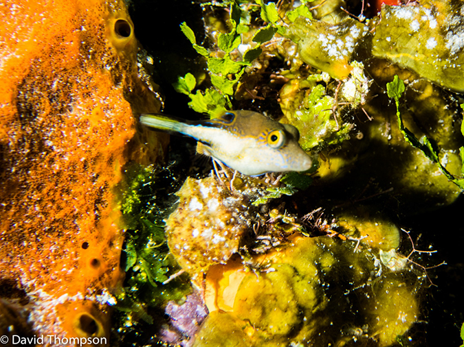 %_tempFileName2014-07-20_03_Chankanaab_Reef-7200916%