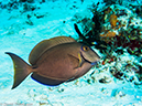 %_tempFileName2014-07-21_02_Yucab_Reef-7210567%