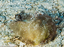 %_tempFileName2014-07-22_02_Tormentos-7220982%