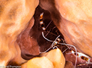 %_tempFileName2014-07-22_02_Tormentos-7221008%