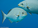 %_tempFileName2014-07-22_03_Chankanaab_Reef-7221066%