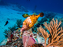 %_tempFileName2014-07-24_03_Tormentos-Chankanaab_Reef-7241195%