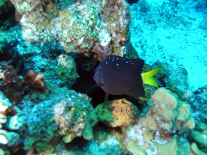 Damsel Fish Yellowfin