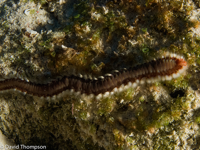 %_tempFileName2012-12-01_1_Santa_Rosa_Wall-12%