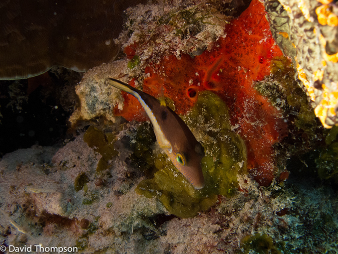%_tempFileName2012-12-01_2_San_Francisco_Reef-10%
