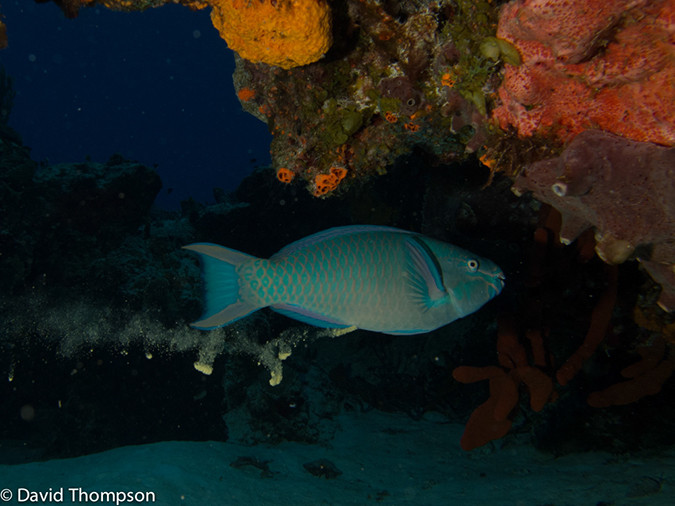 %_tempFileName2012-12-01_2_San_Francisco_Reef-14%