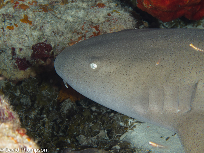 %_tempFileName2012-12-01_2_San_Francisco_Reef-49%