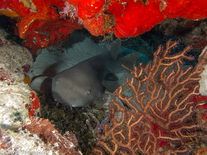 %_tempFileName2012-12-01_2_San_Francisco_Reef-52%