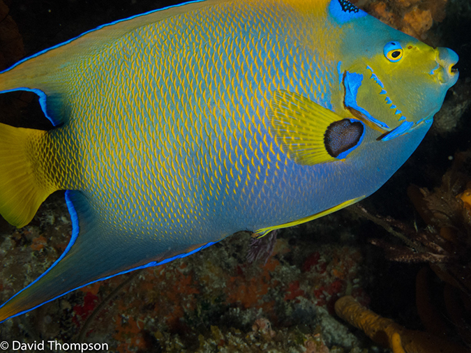 %_tempFileName2012-12-01_2_San_Francisco_Reef-7%