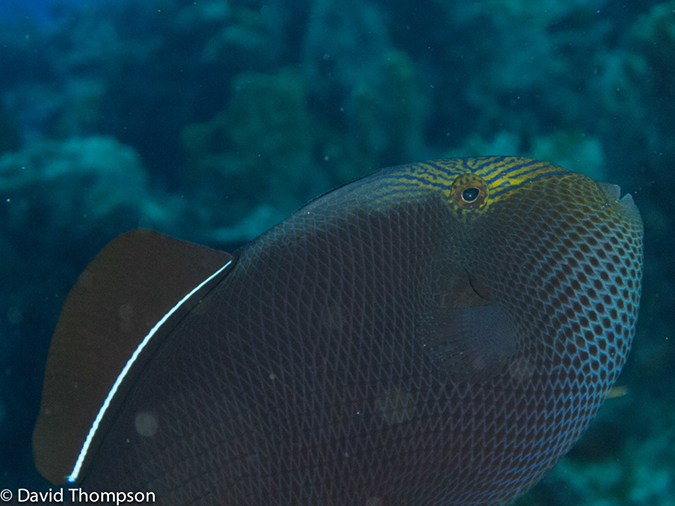 %_tempFileName2012-12-01_2_San_Francisco_Reef-8%