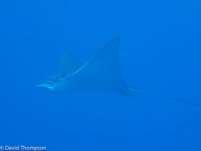 %_tempFileName2012-12-02_1_Planacar_Gardens-12%