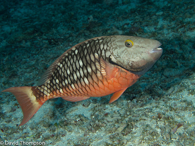 %_tempFileName2012-12-02_2_Yucab_Reef-23%