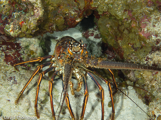 %_tempFileName2012-12-02_2_Yucab_Reef-34%