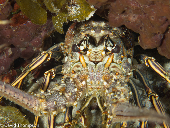 %_tempFileName2012-12-02_2_Yucab_Reef-36%