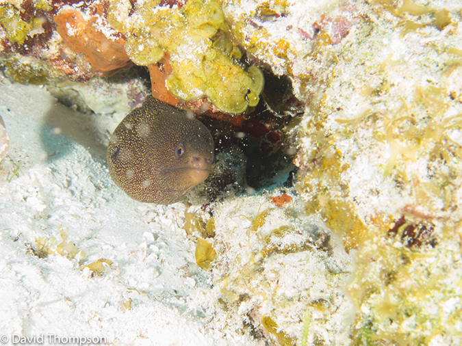 %_tempFileName2012-12-02_2_Yucab_Reef-38%