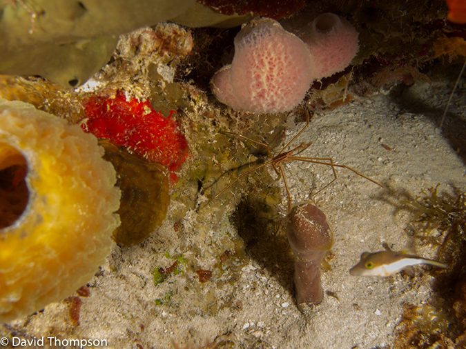 %_tempFileName2012-12-02_3_Paradise_Reef-10%