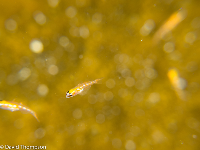 %_tempFileName2012-12-02_3_Paradise_Reef-20%