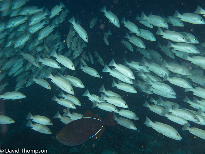 %_tempFileName2012-12-02_3_Paradise_Reef-35%