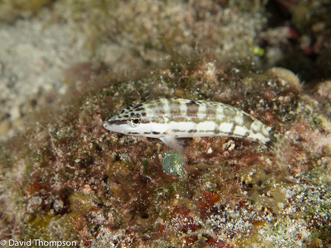 %_tempFileName2012-12-02_3_Paradise_Reef-40%