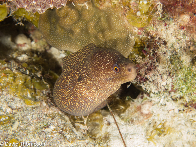 %_tempFileName2012-12-02_3_Paradise_Reef-44%