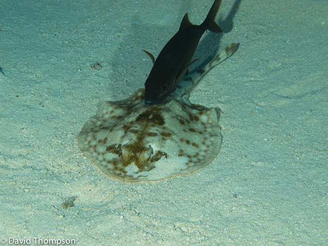 %_tempFileName2012-12-02_3_Paradise_Reef-56%