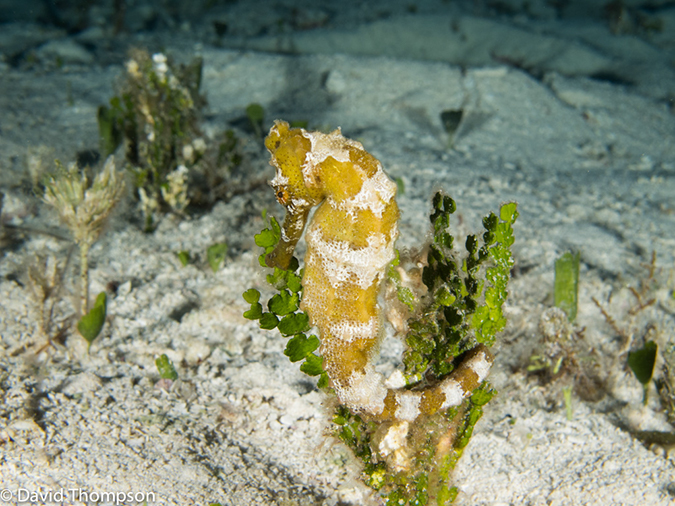 %_tempFileName2012-12-02_3_Paradise_Reef-64%