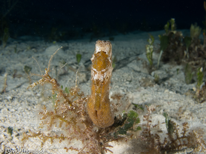 %_tempFileName2012-12-02_3_Paradise_Reef-67%