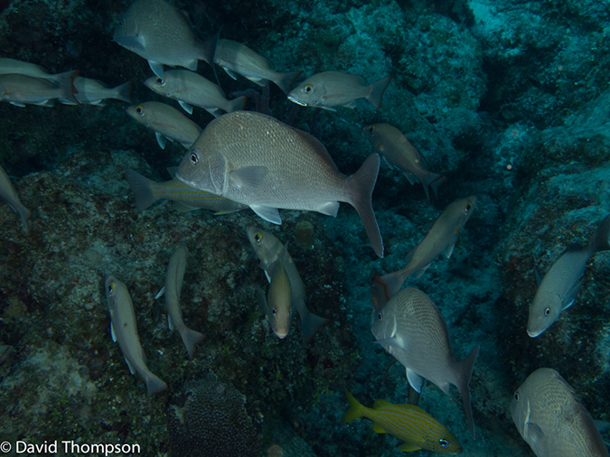 %_tempFileName2012-12-03_1_Planacar_Caves-34%