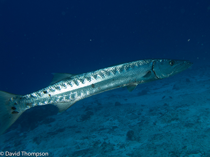 %_tempFileName2012-12-03_2_Paso_del_Cedral-25%