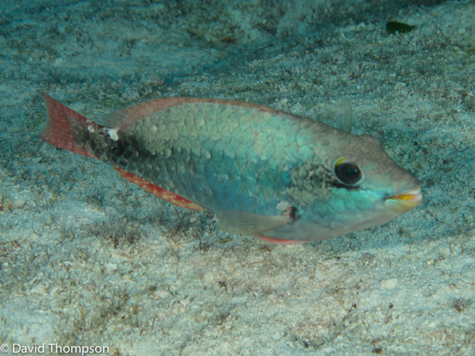 %_tempFileName2012-12-03_3_Paradise_Reef-24%