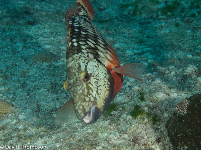 %_tempFileName2012-12-03_3_Paradise_Reef-37%